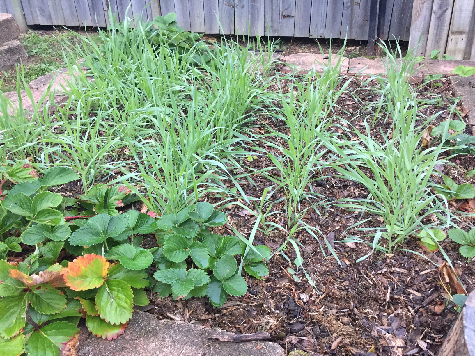 Wheat, 1.5 months after planting. You can see the rows and how it might have been better to space the seeds evenly throughout the bed.