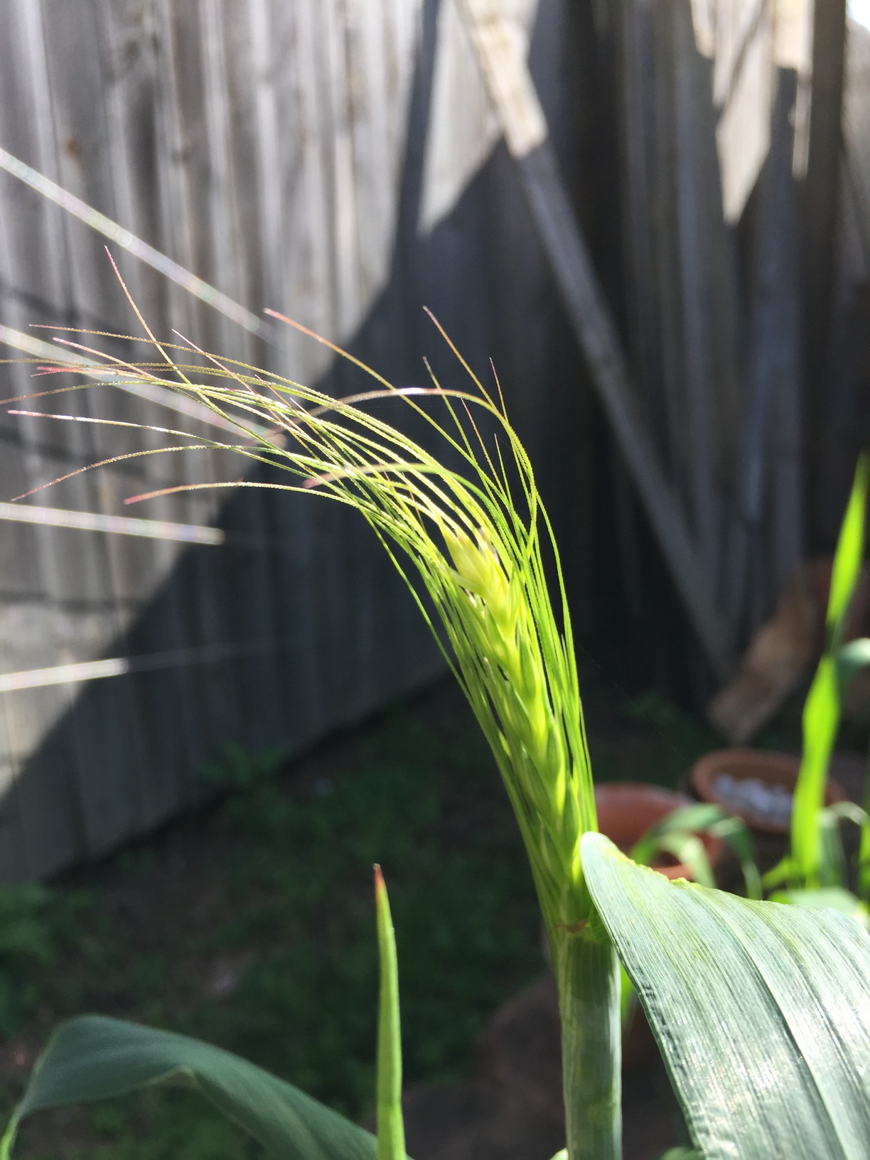 4 months after planting, the first heads are starting to form.