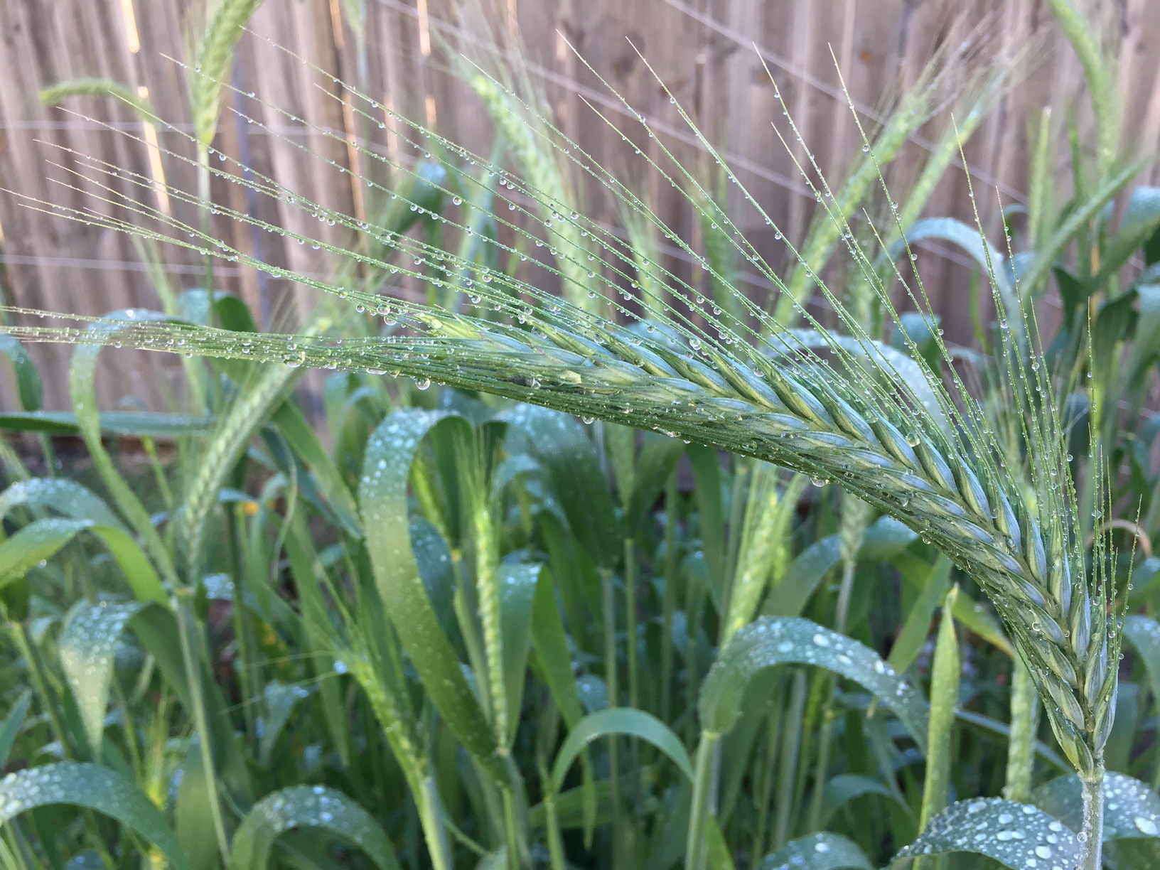 5 months after planting, the heads are starting to look fully formed.