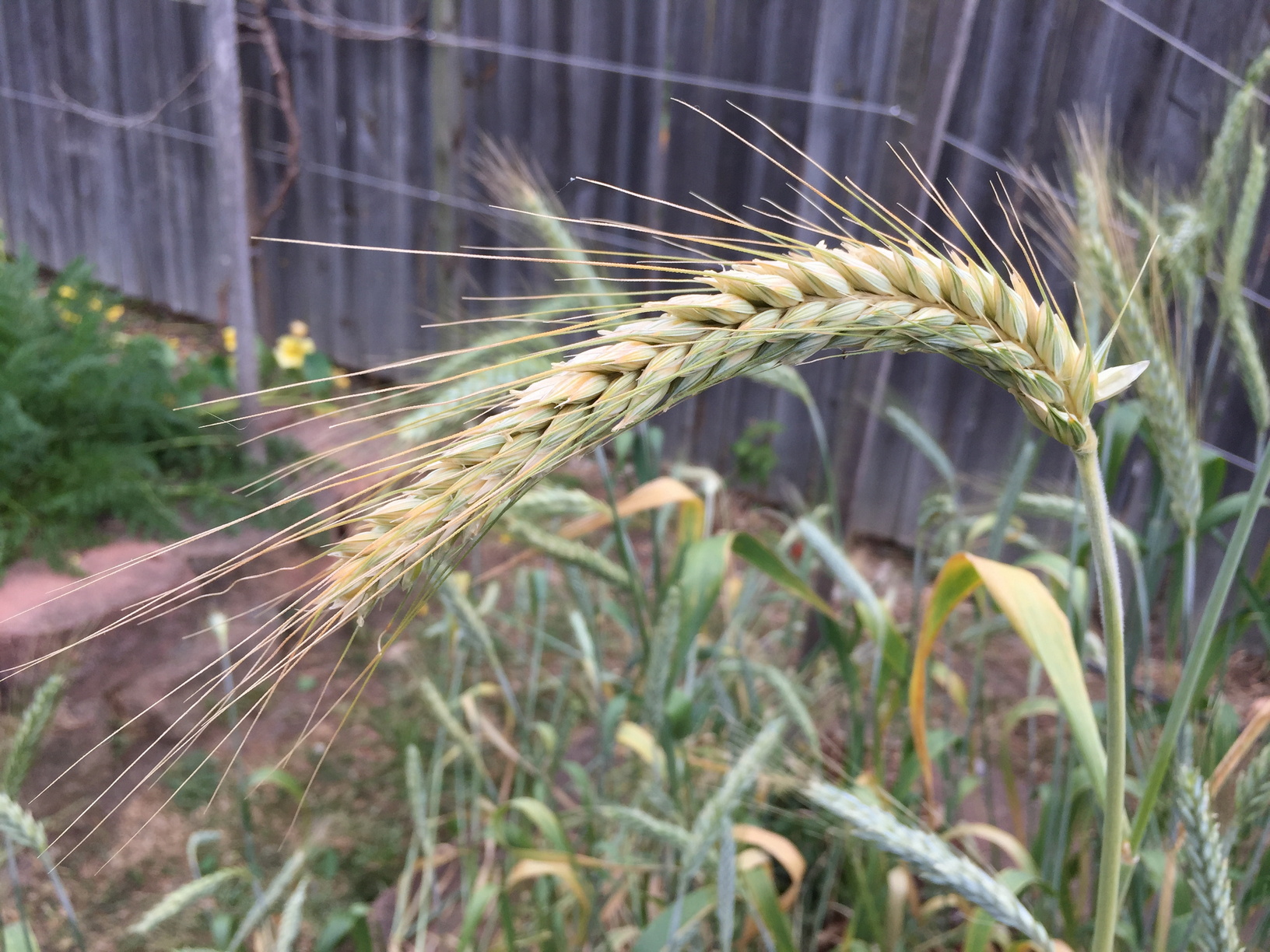 6 months, and some of the heads are starting to turn brown and droop down, both signs that harvesting time is drawing nigh.