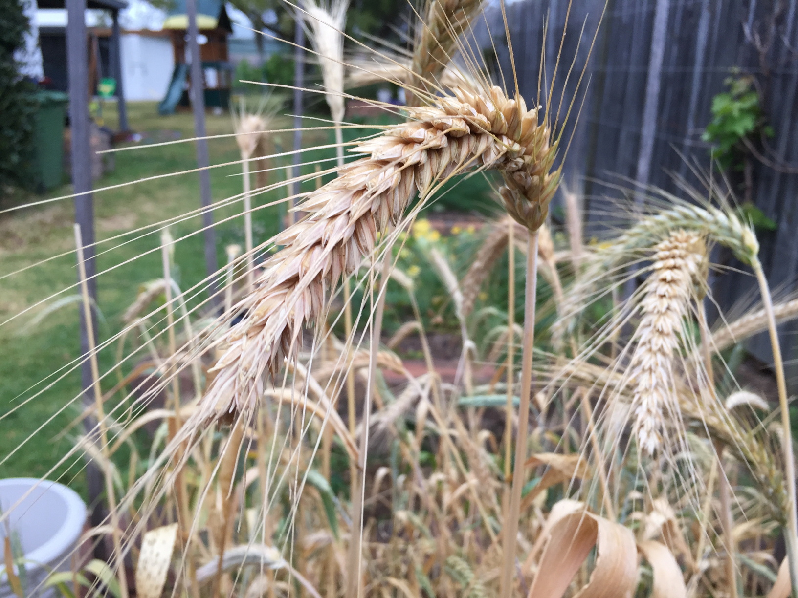 6.5 months and ready for harvest.