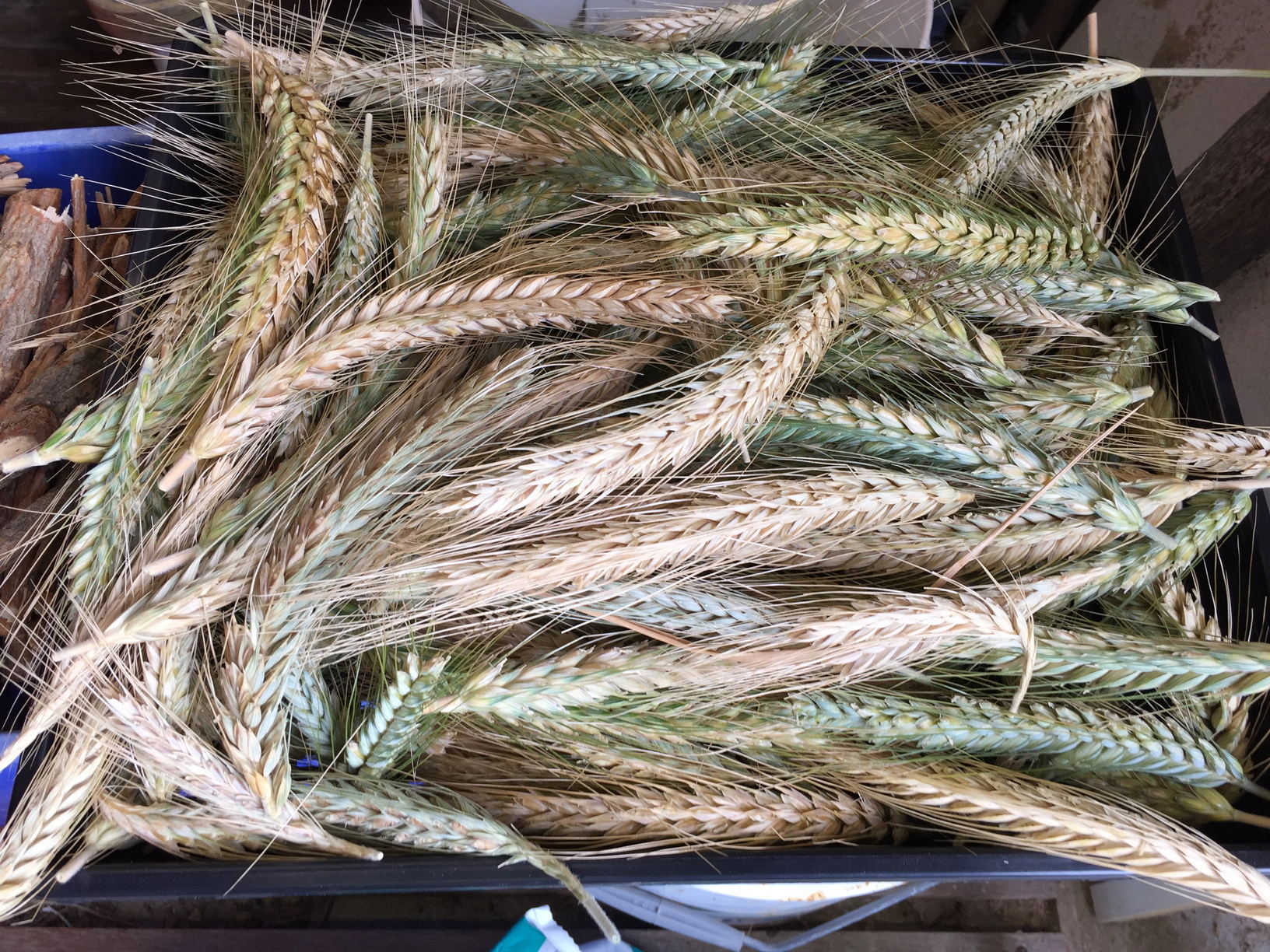 Harvested wheat to be dried.