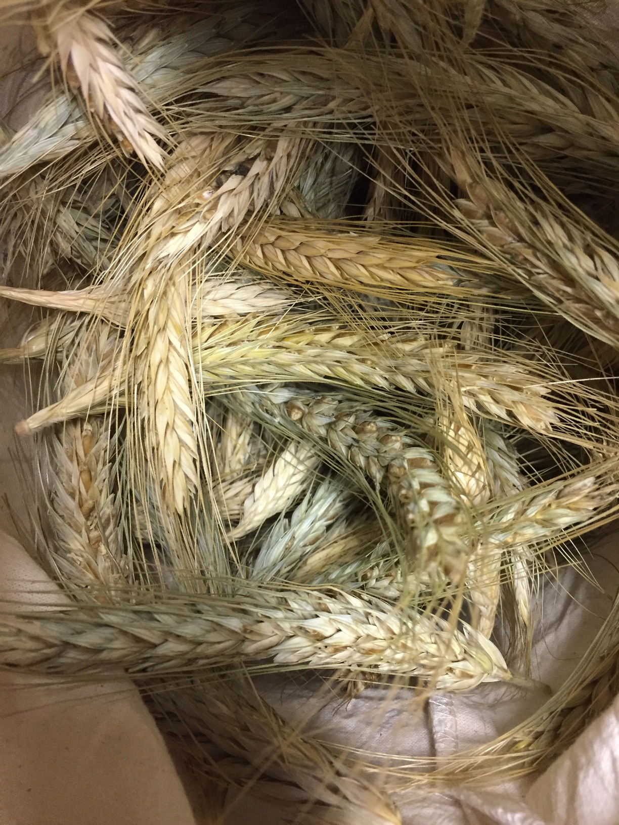 Wheat heads after two weeks of drying.