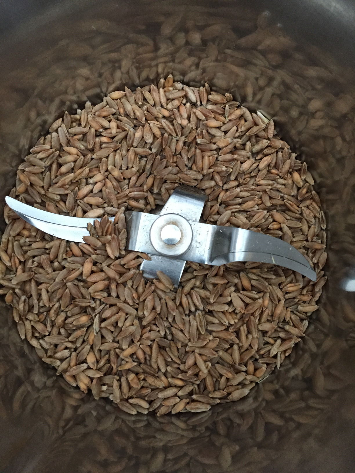 The wheat in the Thermomix.